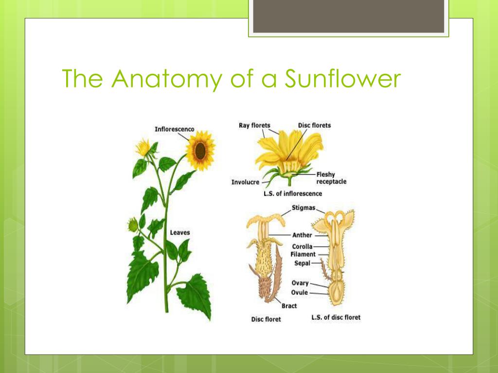 PPT - Structure and Function of a living organism PowerPoint