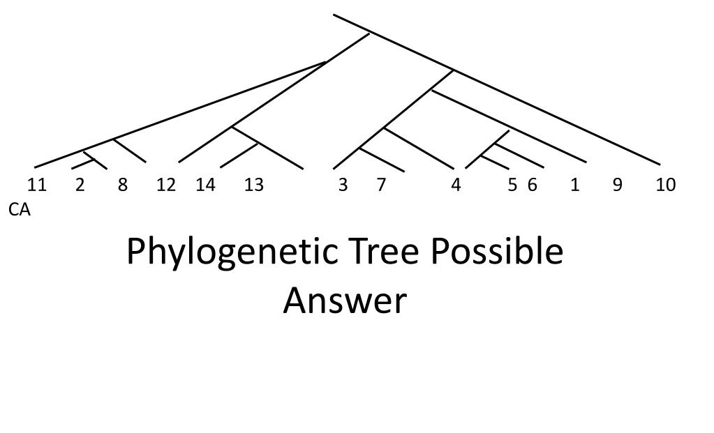ppt-phylogenetic-tree-template-powerpoint-presentation-free-download