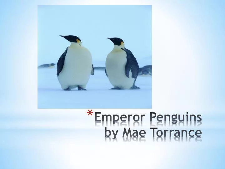 emperor penguins by mae torrance n.