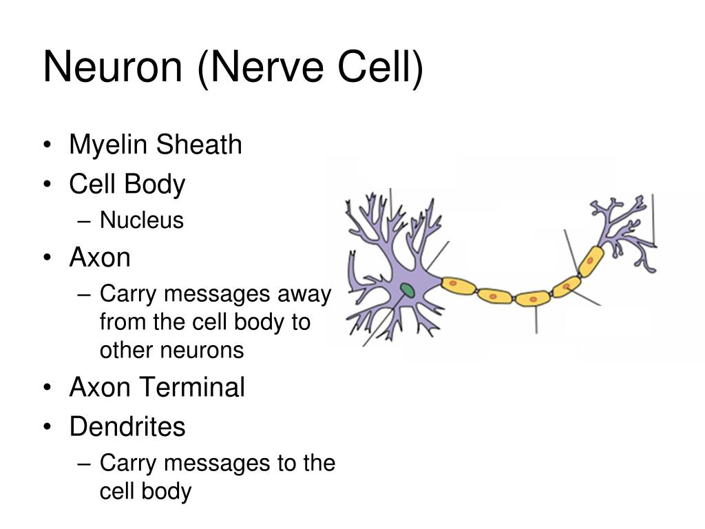 presentation on neuron