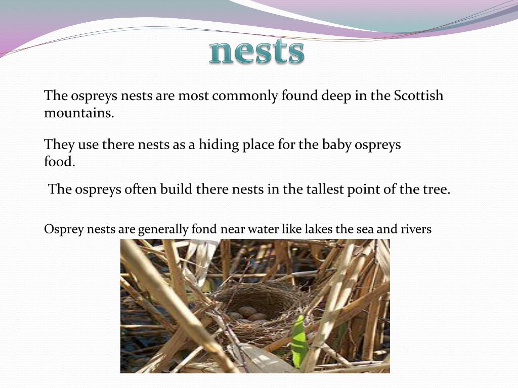 PPT - Ospreys PowerPoint Presentation, free download - ID:2664181