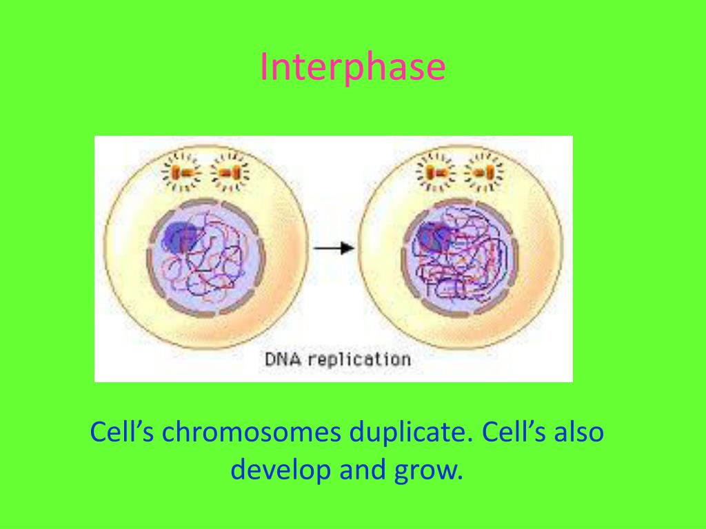 interphase mitosis flip book interphase mitosis flip book