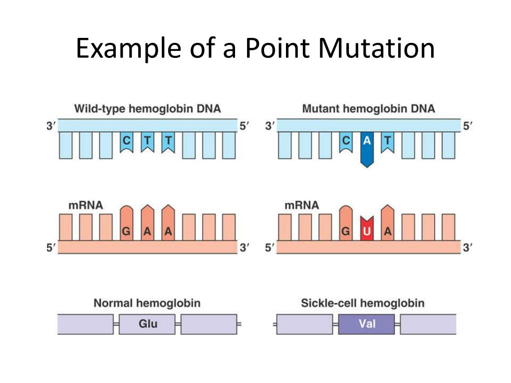 PPT Mutations PowerPoint Presentation Free Download ID 2664673 PPT Mutations PowerPoint Presentation Free Download ID 2664673