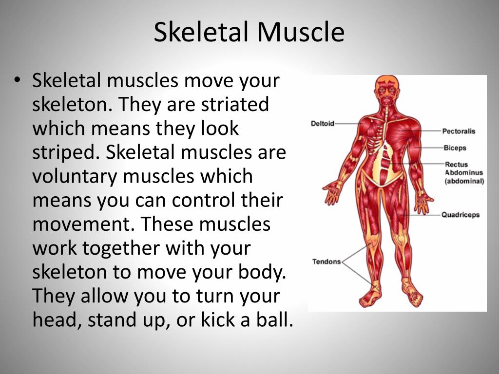 skeletal and muscular system powerpoint presentation