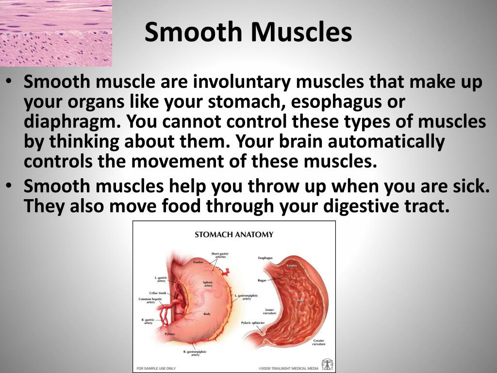 How Is Smooth Muscle Controlled