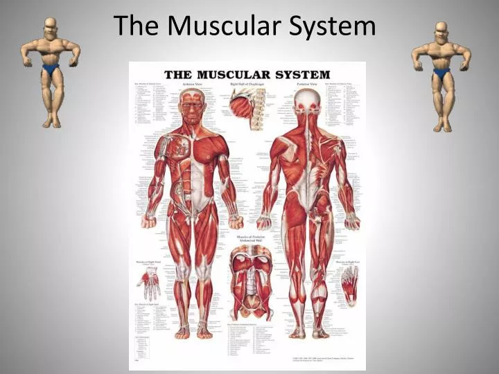 PPT - The Muscular System PowerPoint Presentation - ID:2665345