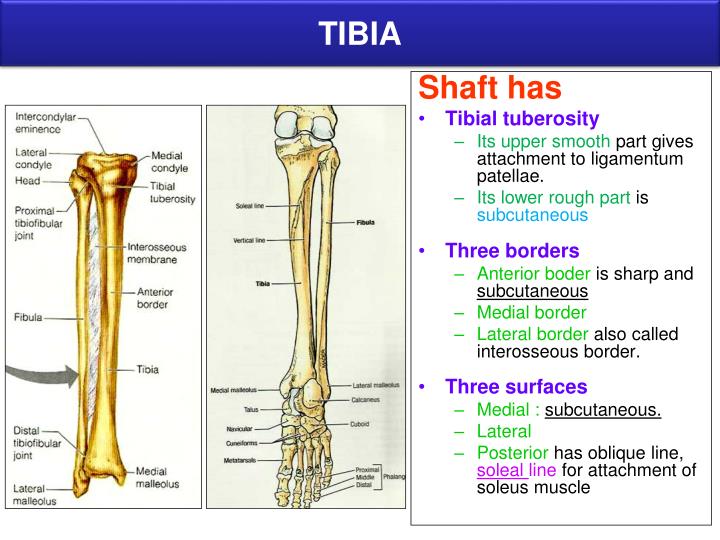 PPT BONES OF LOWER LIMB PowerPoint Presentation ID2665665