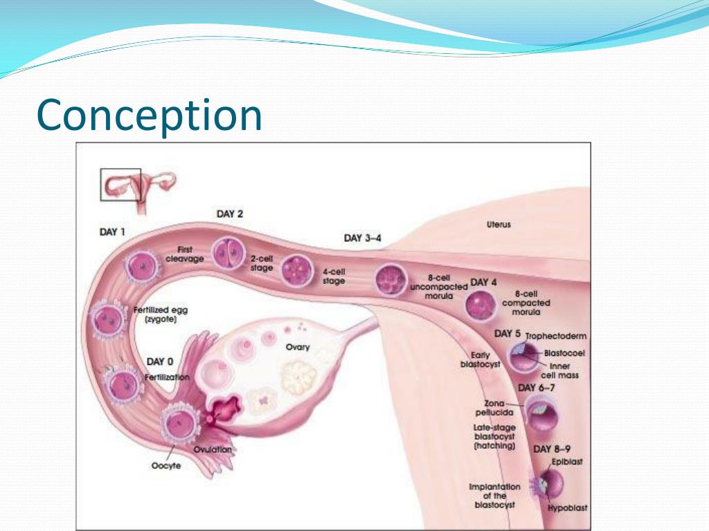 Ppt conception powerpoint presentation free download id 2666311