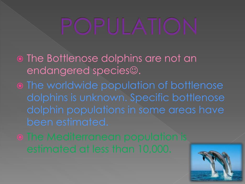 PPT - Migration of Bottlenose Dolphins PowerPoint Presentation, free ...