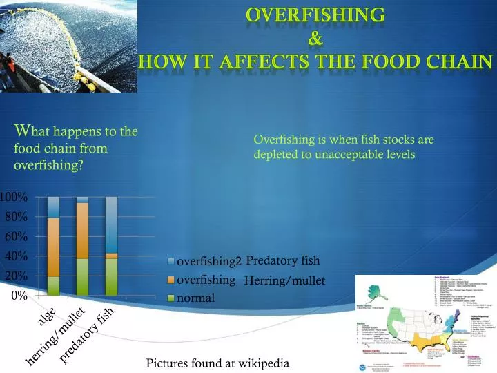 OVERFISHING & How it affects the food chain PowerPoint ... Biology Diagrams