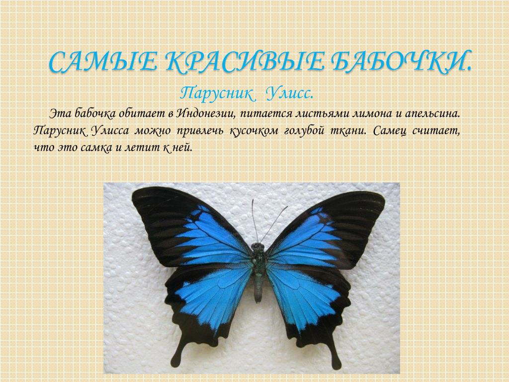 Сходства и различия бабочек 2 класс. Бабочка парусник Улисс. Доклад про бабочку. Интересная информация о бабочках. Бабочки окружающий мир.