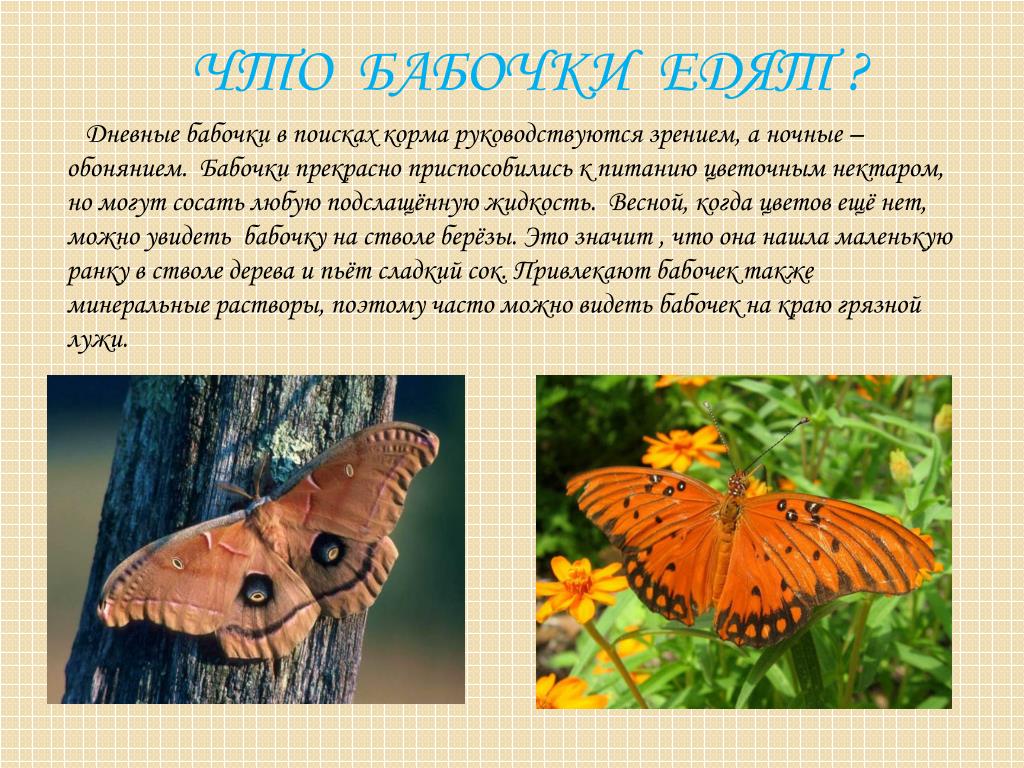 Бабочка какая признаки. Питание бабочек. Чем питаются бабочки. Презентация в мире бабочек.