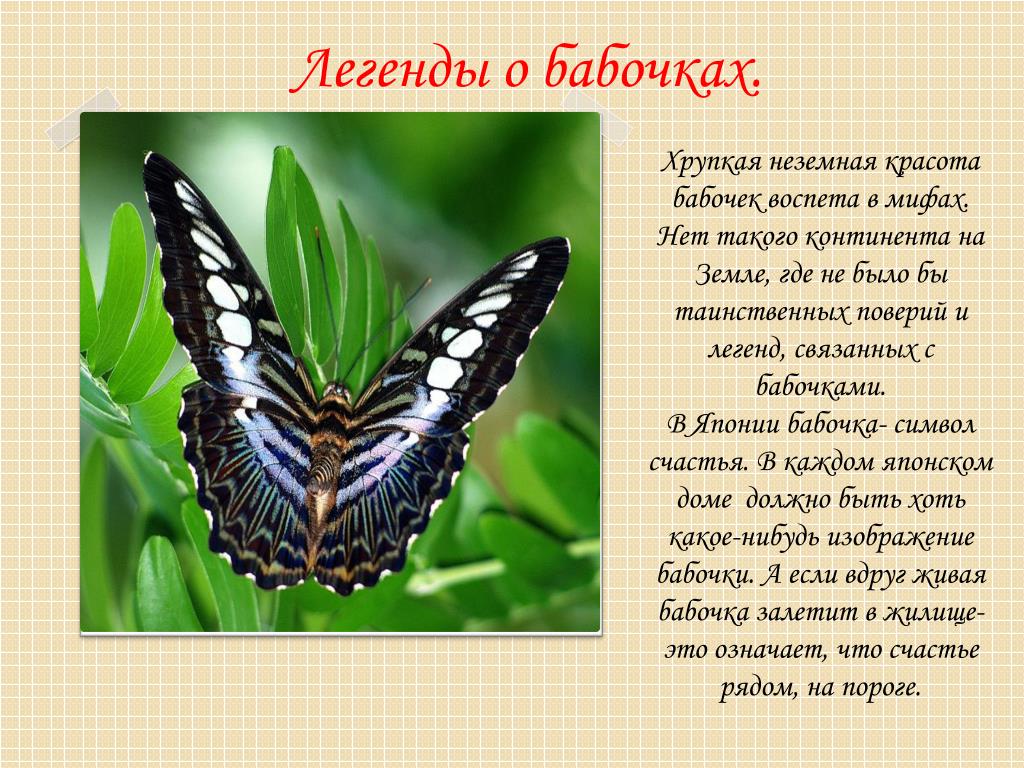 Почему бабочки такие разные и красивые. Бабочки в мифах и легендах. Описание бабочки. Легенда о бабочке для детей. Сообщение о бабочке.