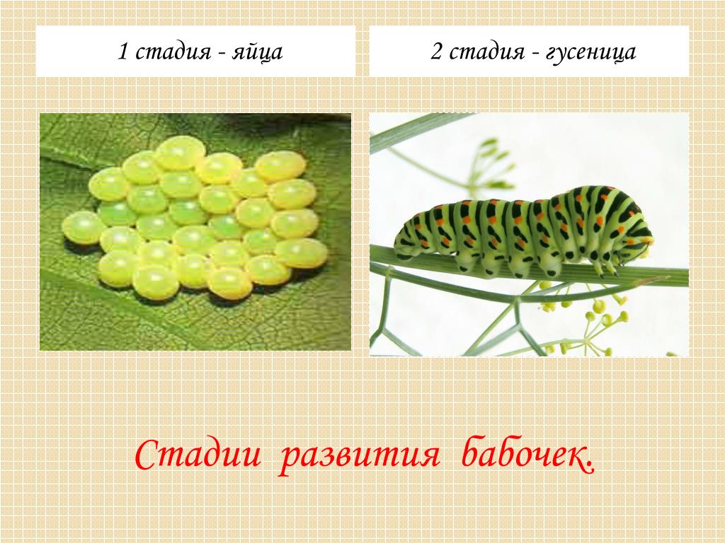 Стадии гусеница бабочка. Гусеница Махаона стадии развития. Стадии развития гусеницы. Гусеница этапы развития. Яйцо личинка бабочка стадия развития.