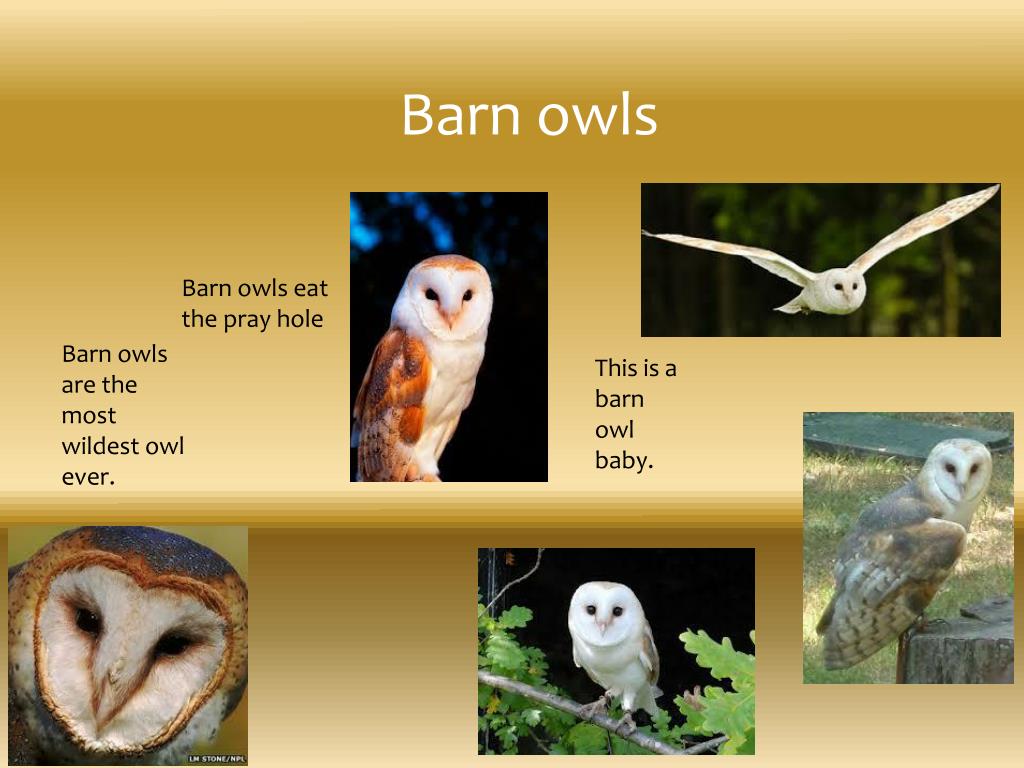 Ppt Barn Owls Powerpoint Presentation