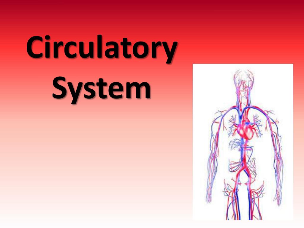 human circulatory system powerpoint presentation