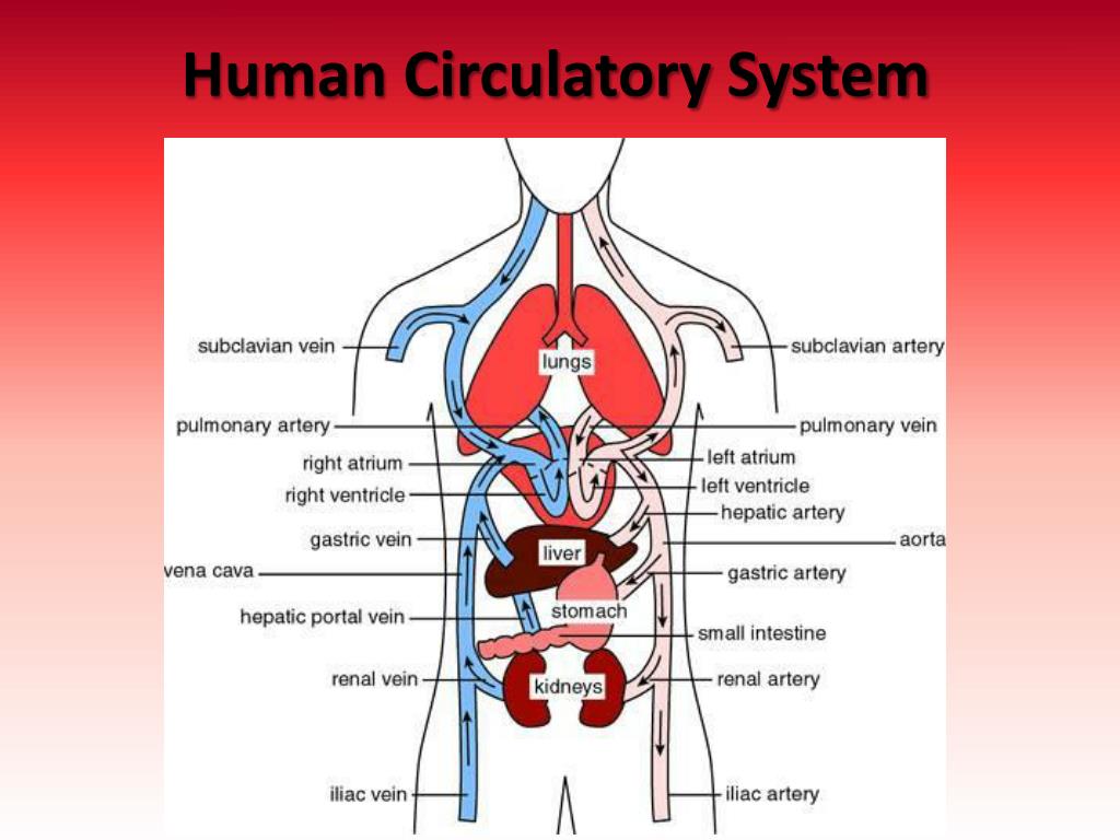 human circulatory system powerpoint presentation