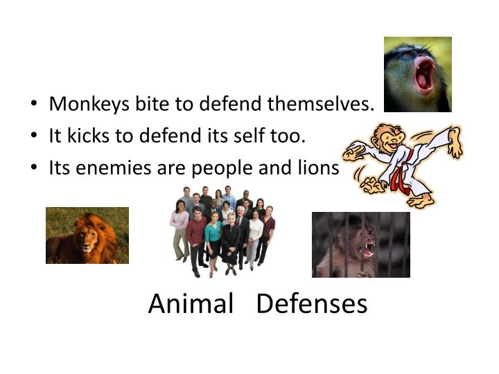 PPT Monkeys PowerPoint Presentation ID2673004