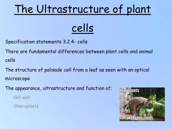 PPT - The Ultrastructure of plant cells PowerPoint Presentation, free  download - ID:2673146