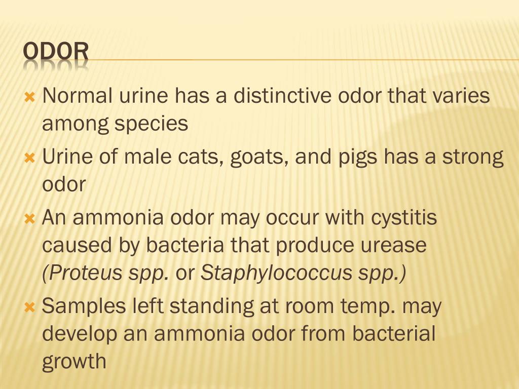 PPT - Urinalysis PowerPoint Presentation, free download - ID:2673161