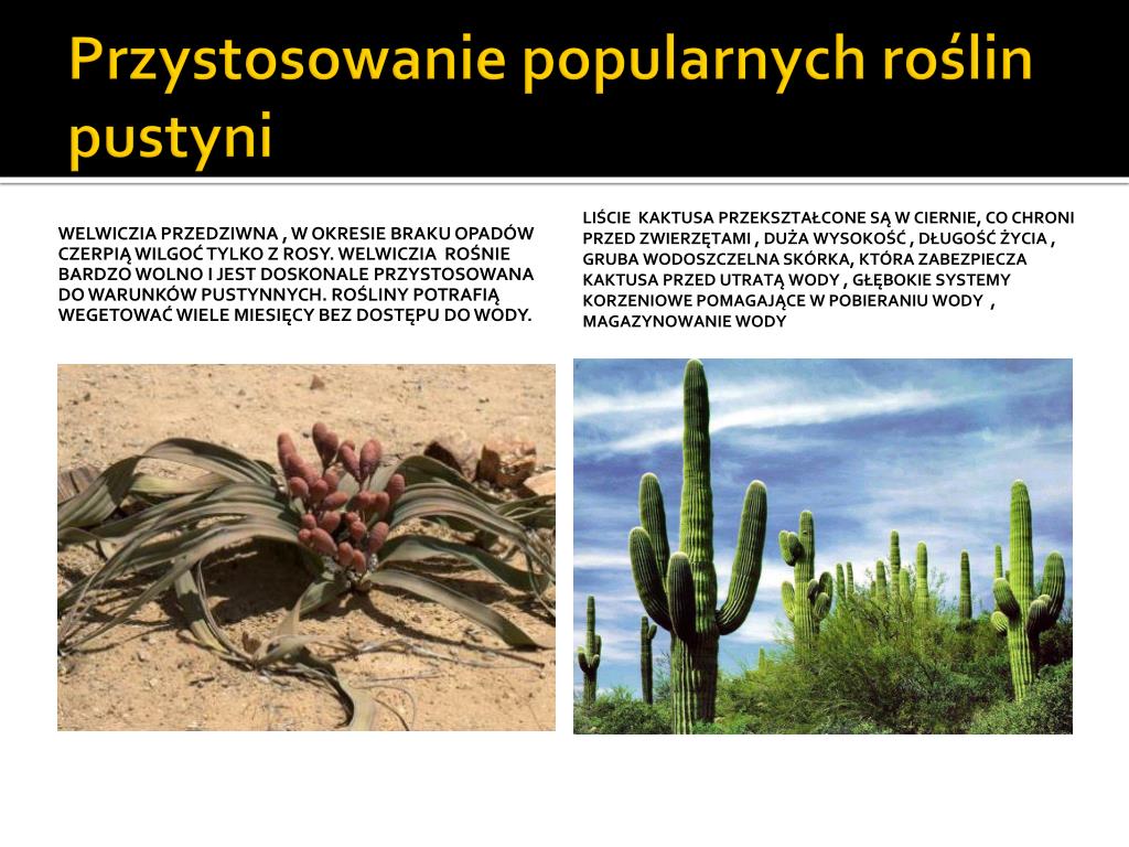 Przystosowanie Roślin Do życia Na Pustyni Lodowej PPT - Pustynia PowerPoint Presentation, free download - ID:2673397