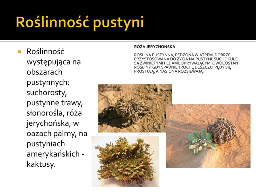Przystosowanie Roślin Do życia Na Pustyni Lodowej PPT - Pustynia PowerPoint Presentation, free download - ID:2673397