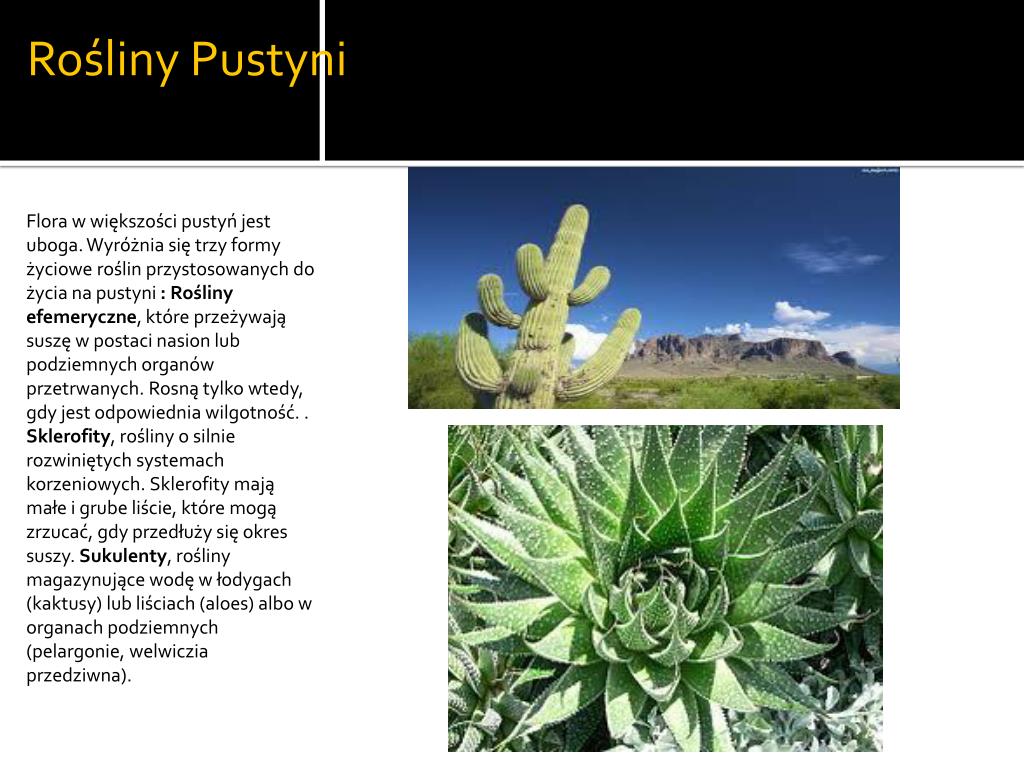 Przystosowanie Roślin Do życia Na Pustyni Lodowej PPT - Pustynia PowerPoint Presentation, free download - ID:2673397