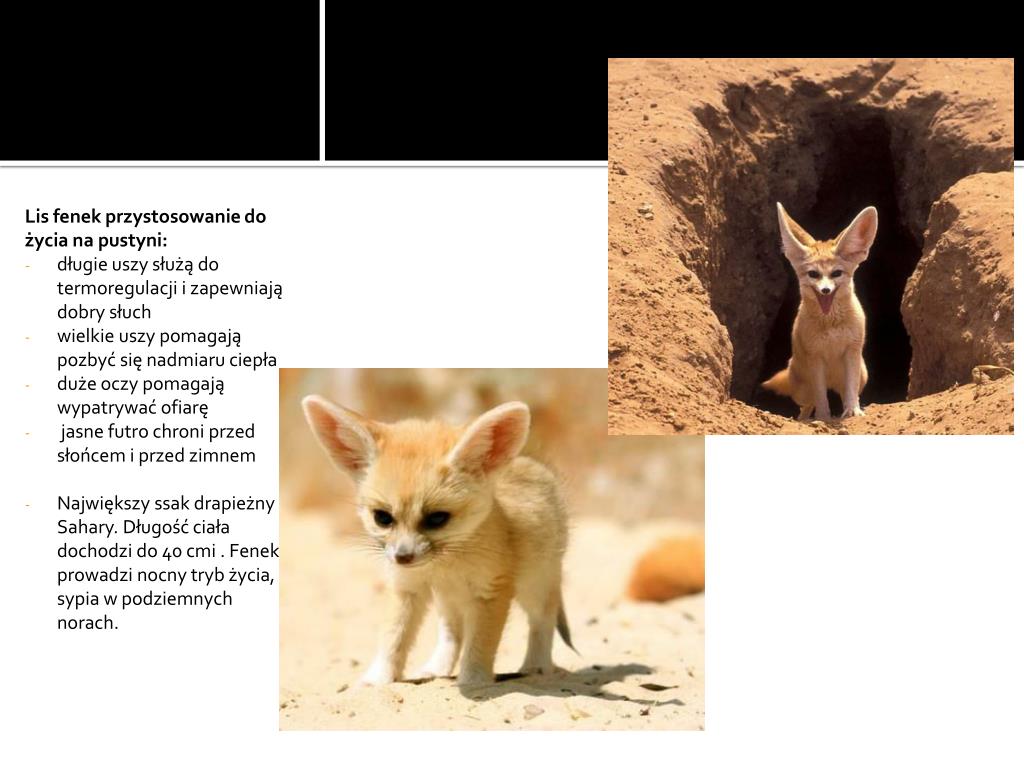 Przystosowanie Roślin Do życia Na Pustyni Lodowej PPT - Pustynia PowerPoint Presentation, free download - ID:2673397