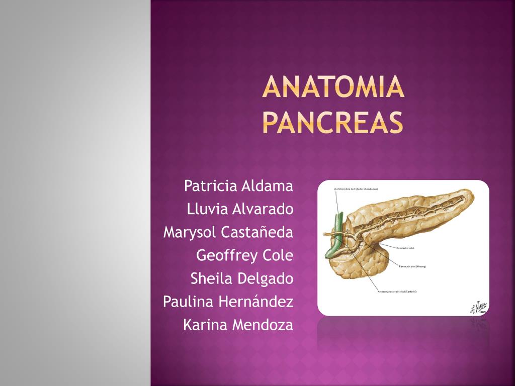 PPT - ANATOMIA PANCREAS PowerPoint Presentation, free download - ID:2673911