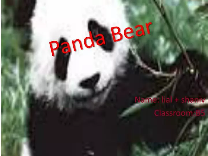 panda bear n.