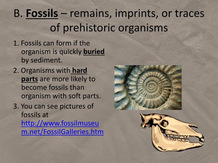 Ppt - Chapter 13:1 Fossils Powerpoint Presentation - Id:2674000