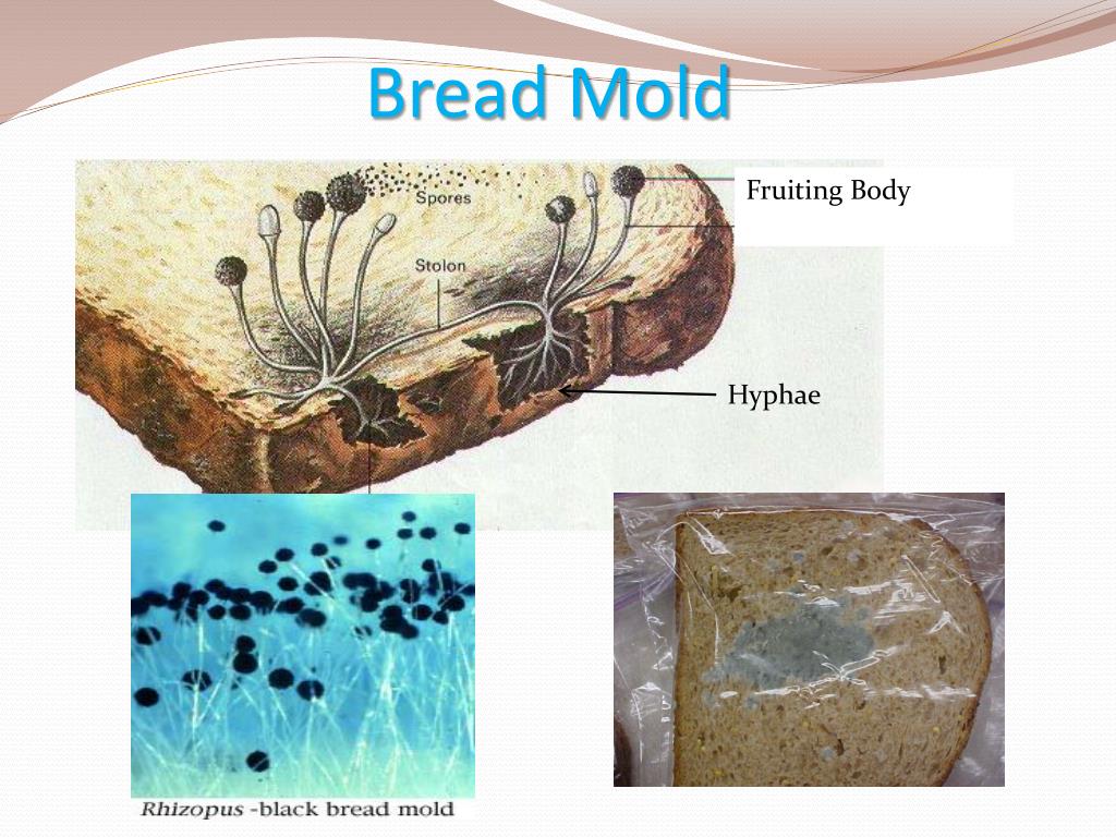 https://image1.slideserve.com/2674004/bread-mold-l.jpg