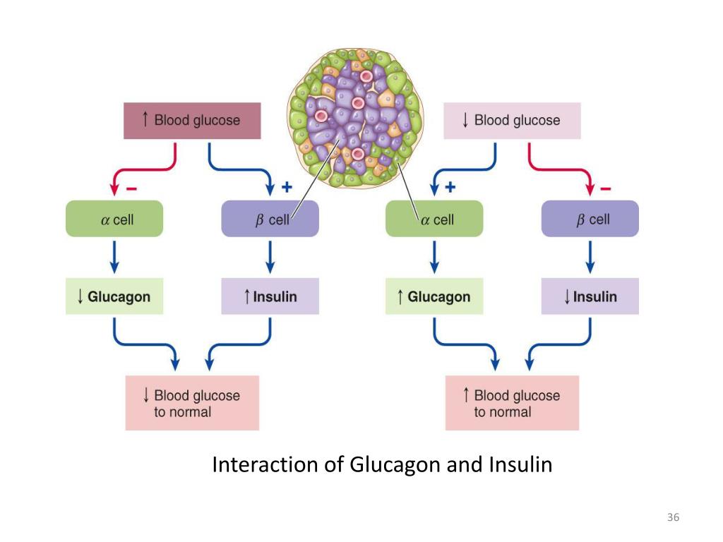 PANCREATIC HORMONES PowerPoint Presentation free download Biology Diagrams