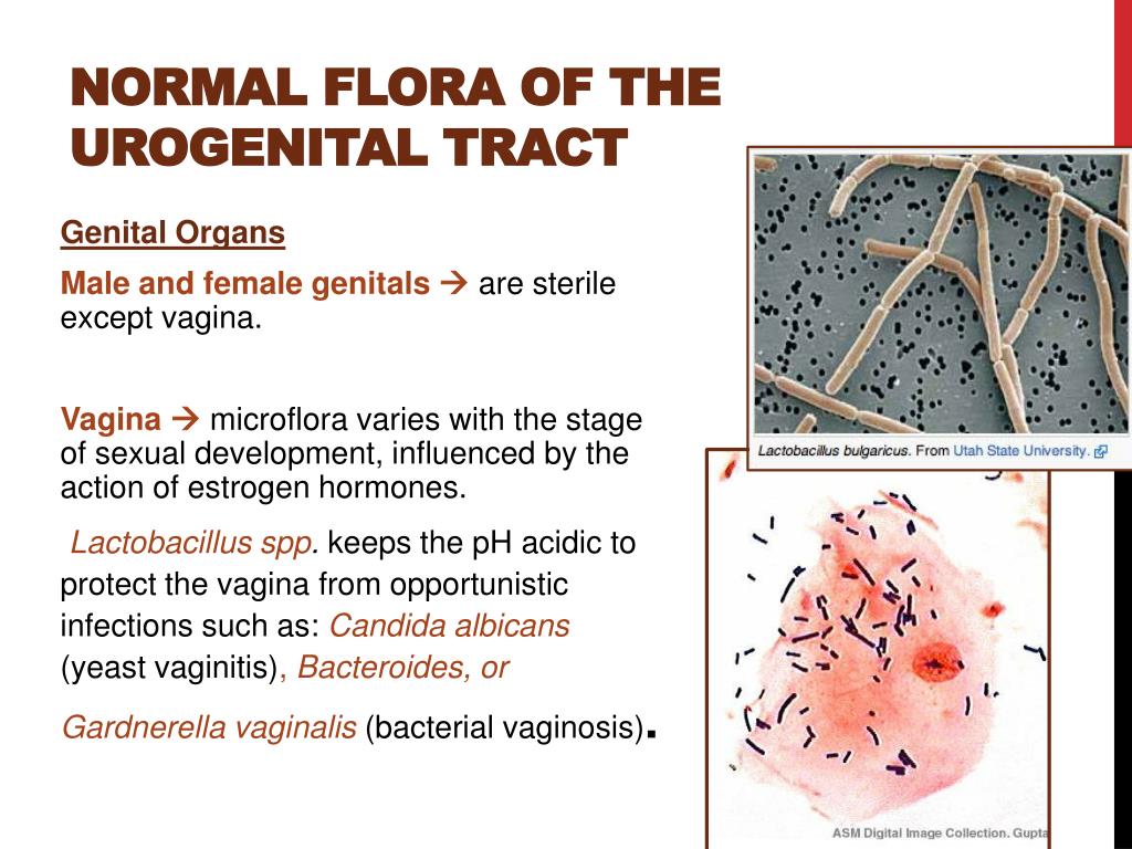 Ppt Normal Flora Powerpoint Presentation Free Download Id 2674250