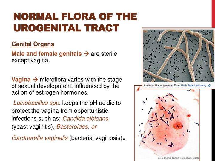 What Is Growth Of Mixed Flora In Urine at Harold Gonzales blog