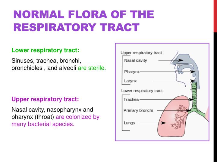 PPT Normal Flora PowerPoint Presentation ID 2674250   Normal Flora Of The Respiratory Tract N 