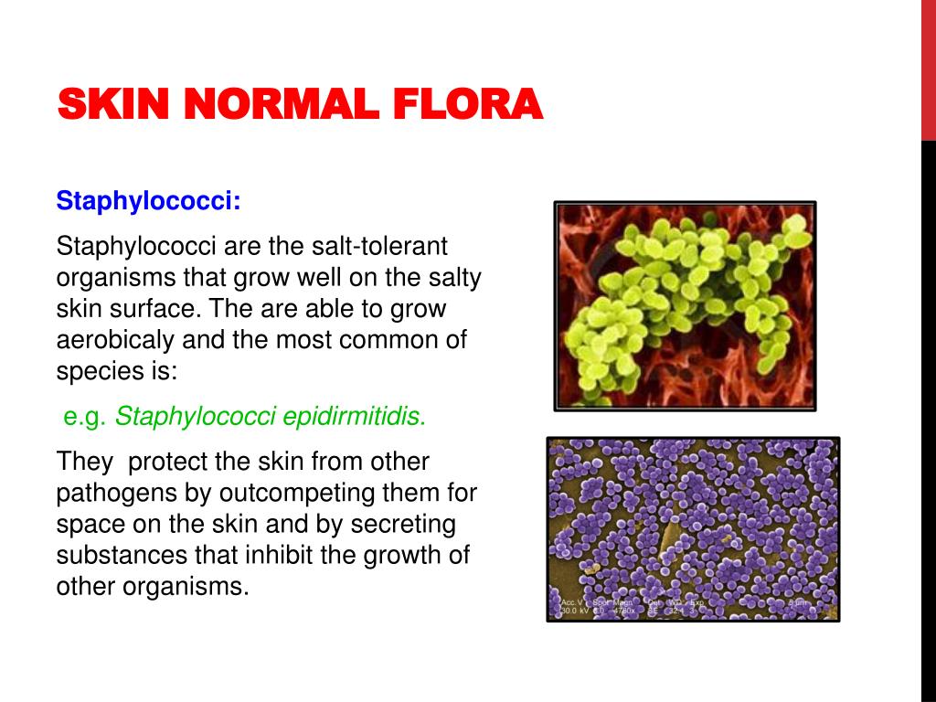 Normal Flora Of Skin : Normal Flora | Basicmedical Key / In contact
