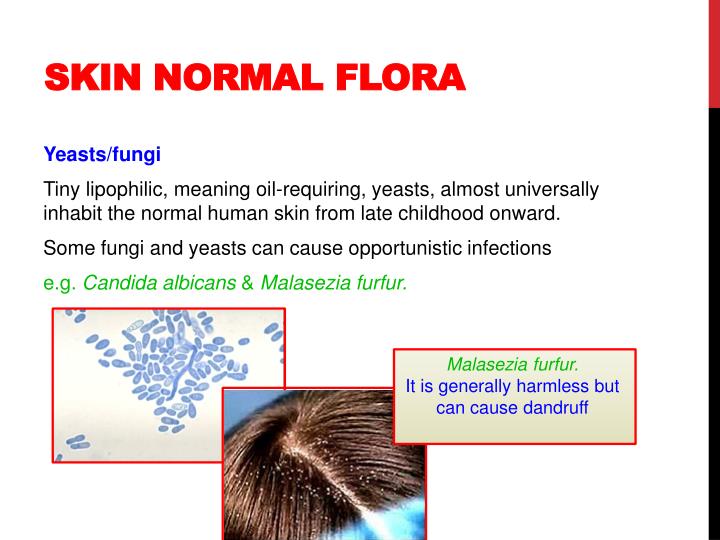 PPT Normal Flora PowerPoint Presentation ID2674250