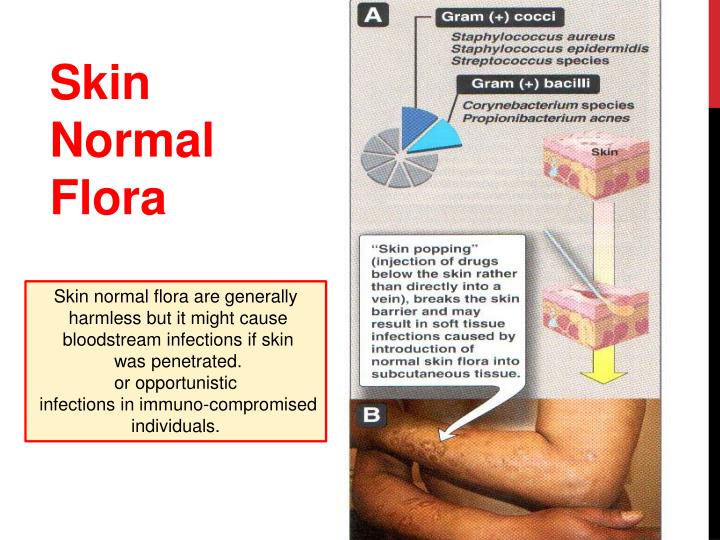 ppt normal flora powerpoint presentation id 2674250 skin flora