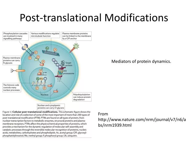 Protein Post Translational Modification Ppt Post Translational 