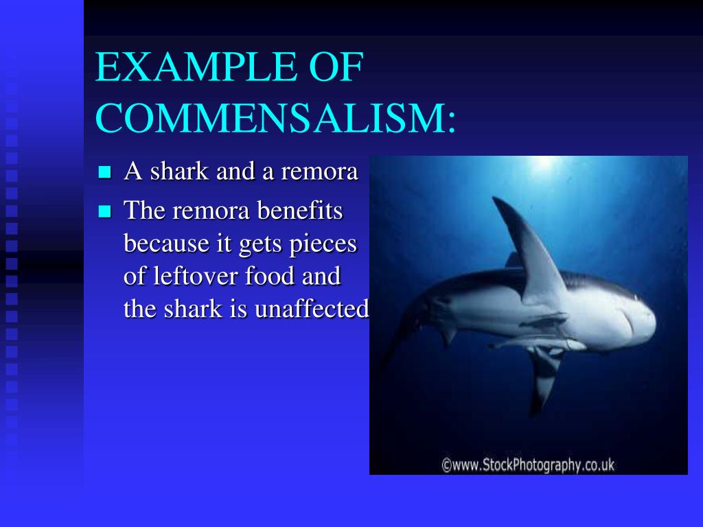 An example of commensalism would be slide share