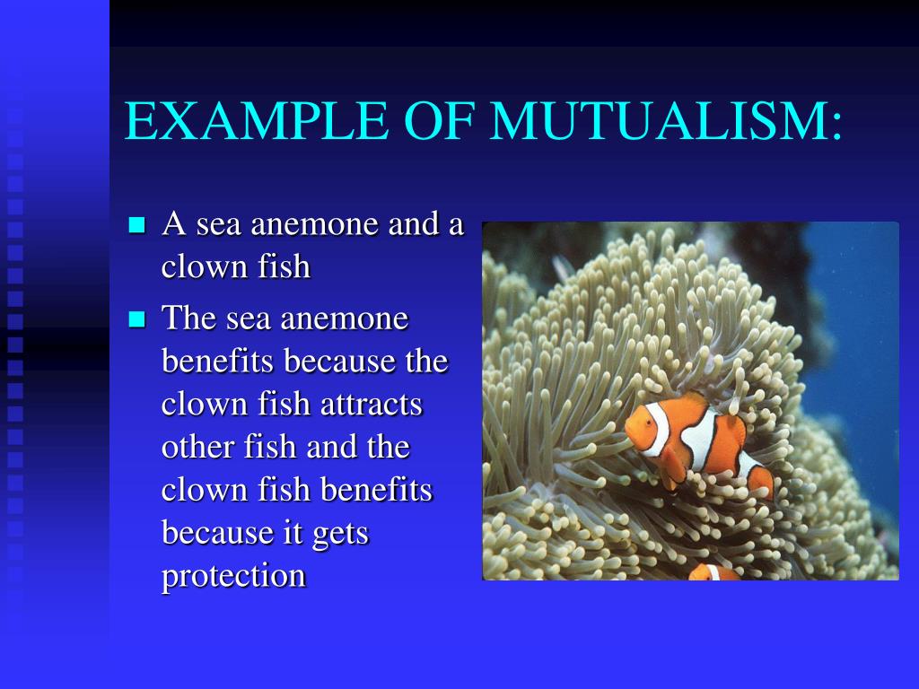 Выберите пример мутуализма. Мутуализм. Симбиоз мутуализм. Mutualism examples. Мутуализм это кратко.