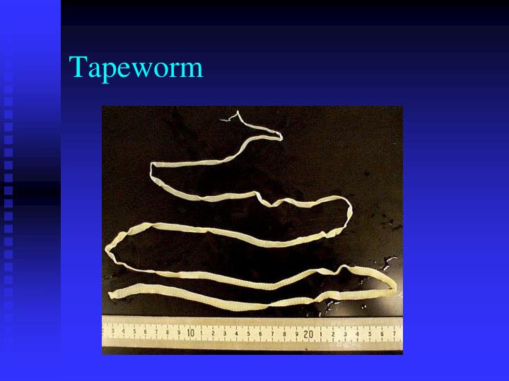 PPT SYMBIOTIC RELATIONSHIPS WORDS 1722 Symbiosis Mutualism