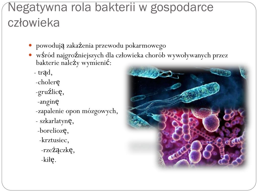 Czy Bakterie żyjące W Jelicie Ułatwiają Trawienie Celulozy