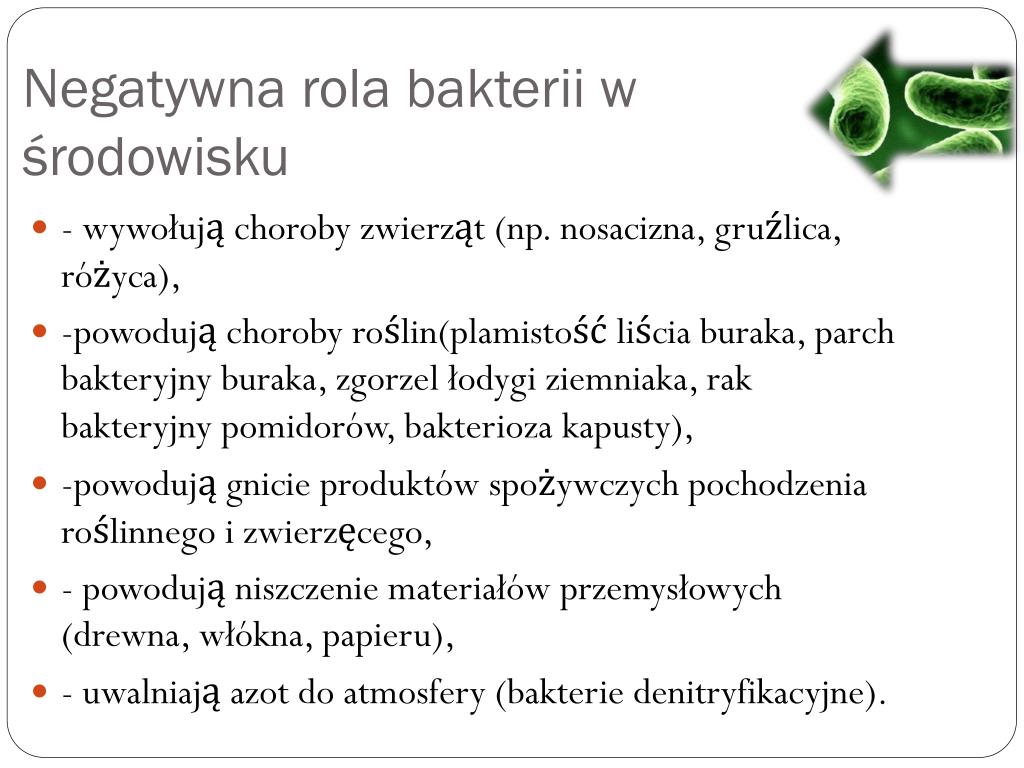 Czy Bakterie żyjące W Jelicie Ułatwiają Trawienie Celulozy PPT - BAKTERIE PowerPoint Presentation, free download - ID:2675984