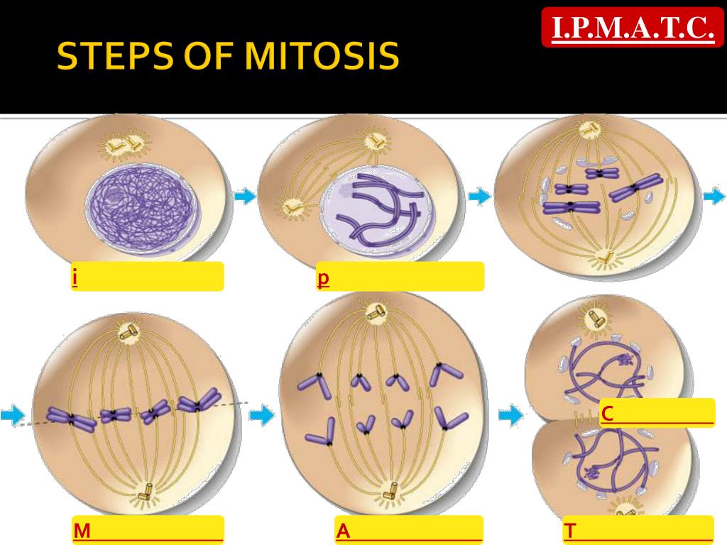steps of mitosis.