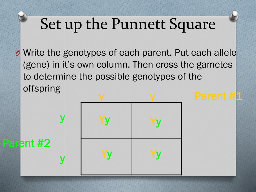 PPT - Punnett Square Notes PowerPoint Presentation, free ...