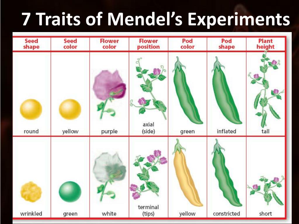 mendel-s-experiment