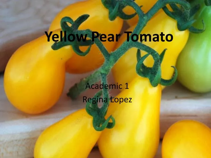 yellow pear tomato n.