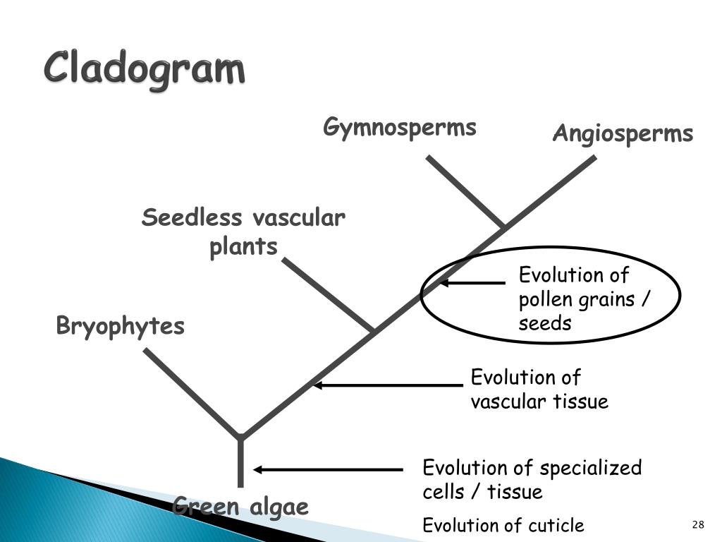 vascular plant cladogram